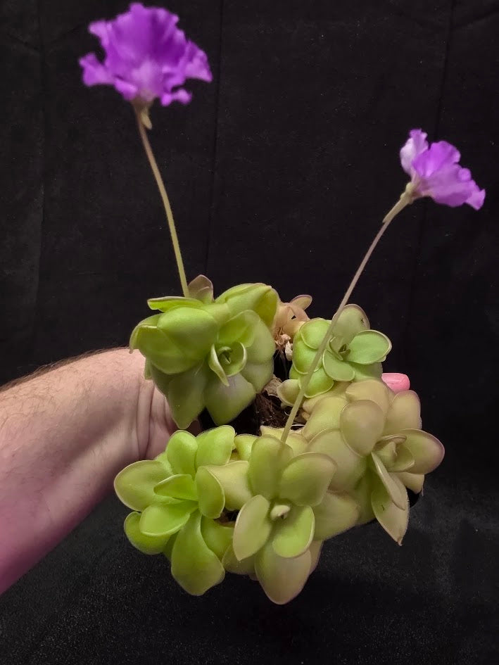 Pinguicula Hanka #05
