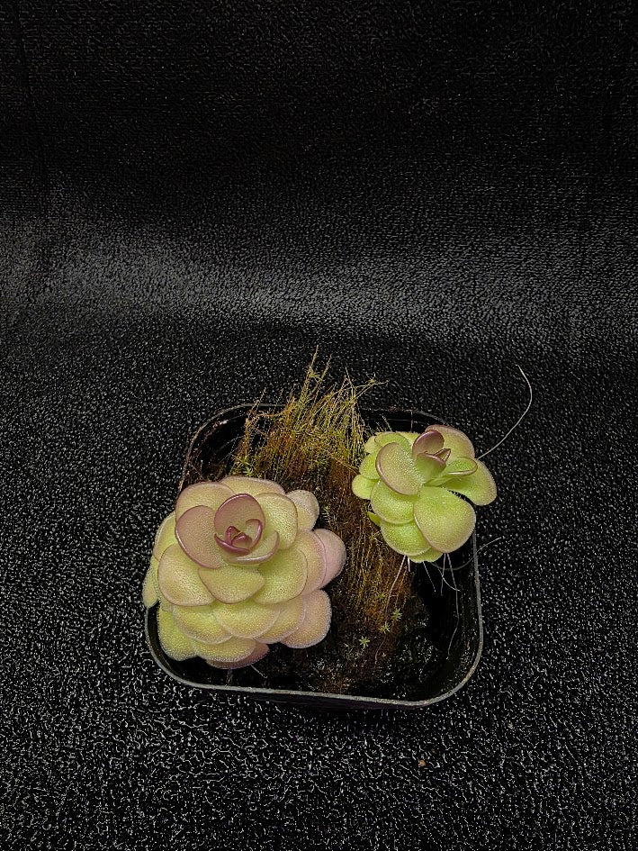 Pinguicula Hanka #06
