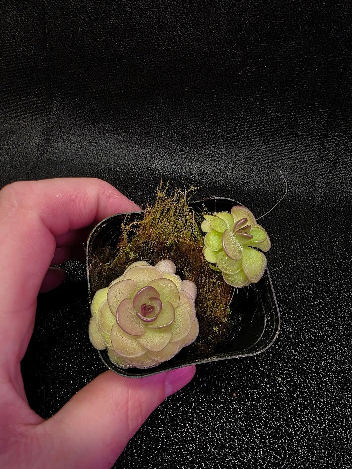 Pinguicula Hanka #06