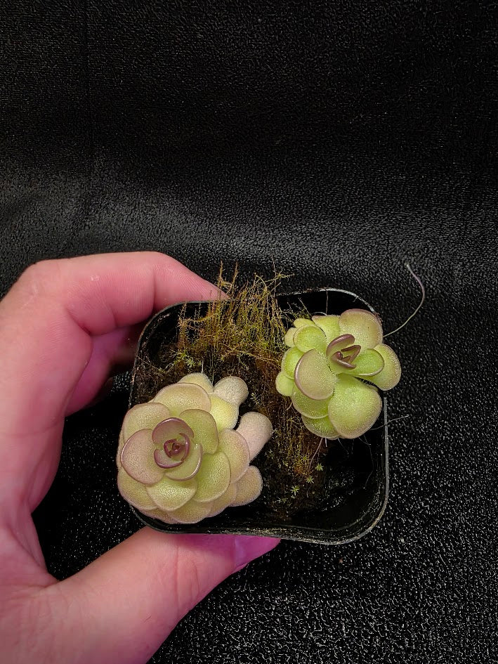 Pinguicula Hanka #06