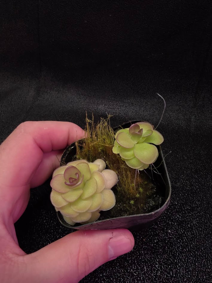 Pinguicula Hanka #06