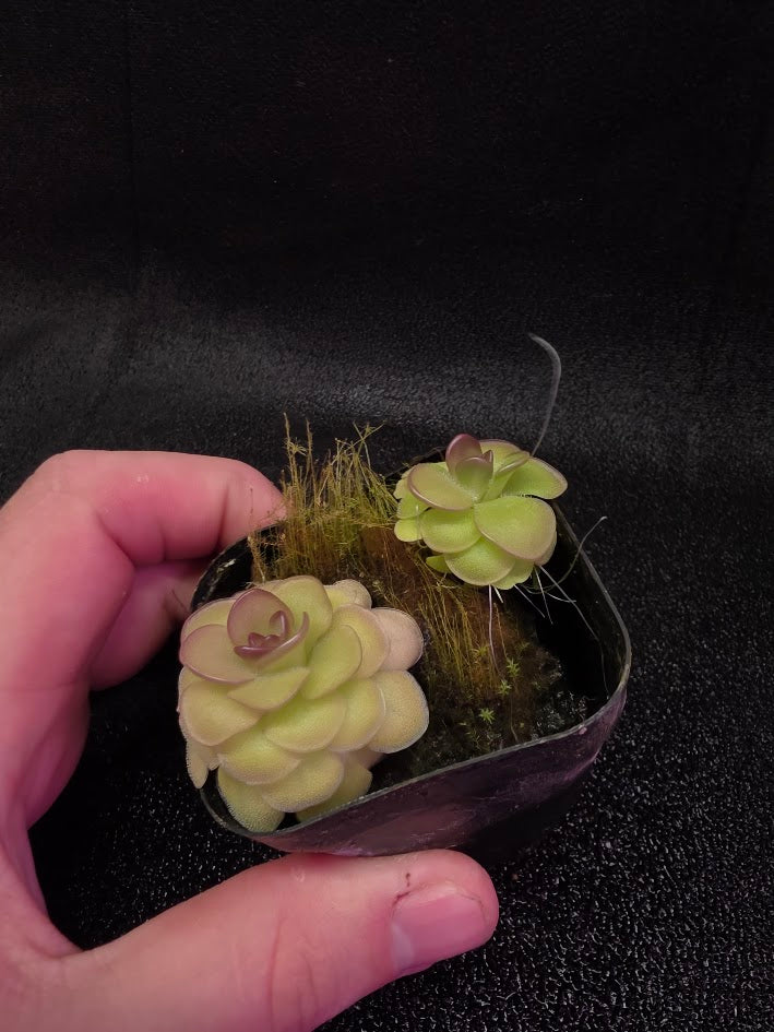 Pinguicula Hanka #06