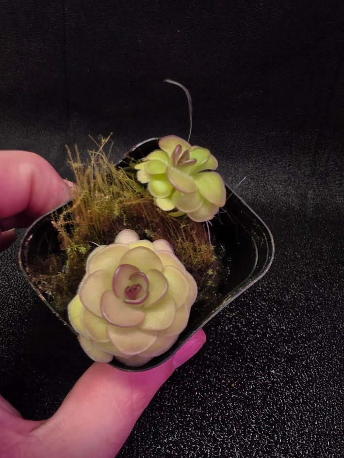 Pinguicula Hanka #06