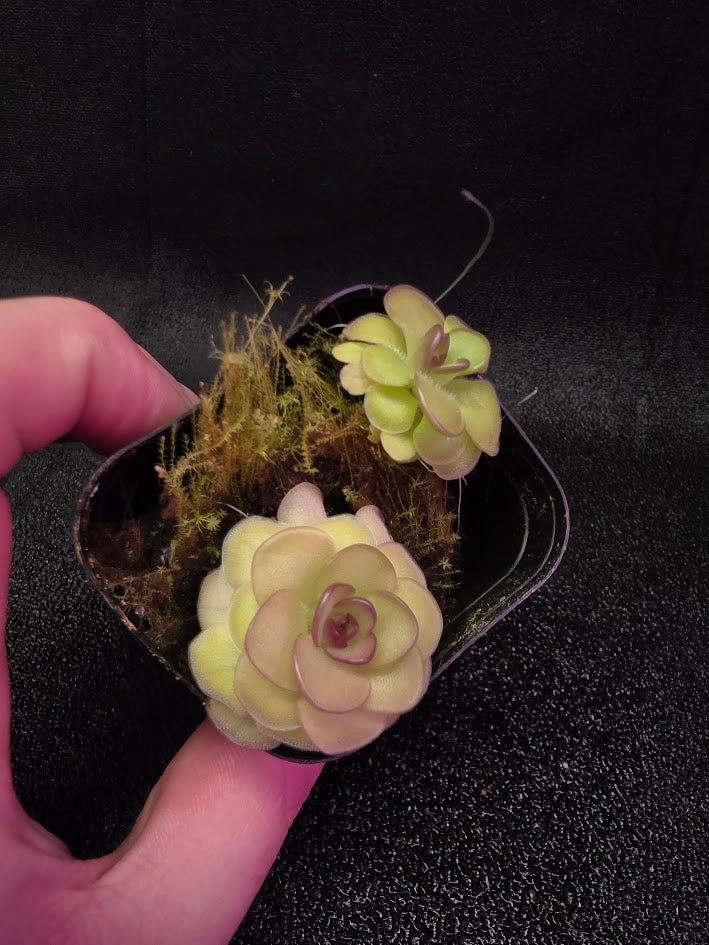 Pinguicula Hanka #06
