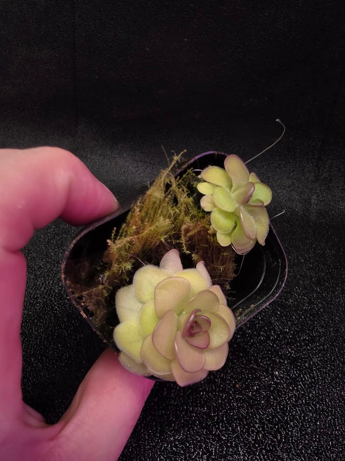Pinguicula Hanka #06