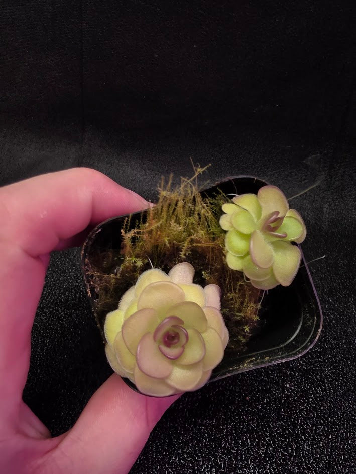 Pinguicula Hanka #06