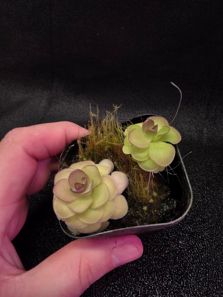 Pinguicula Hanka #06