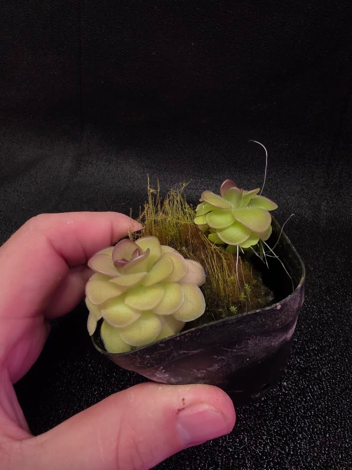 Pinguicula Hanka #06