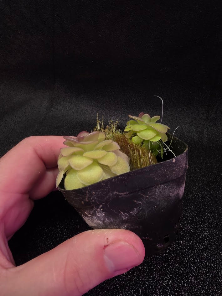 Pinguicula Hanka #06
