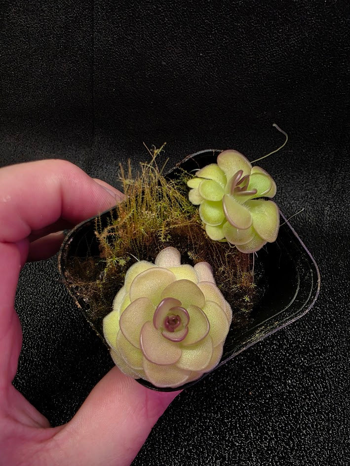 Pinguicula Hanka #06
