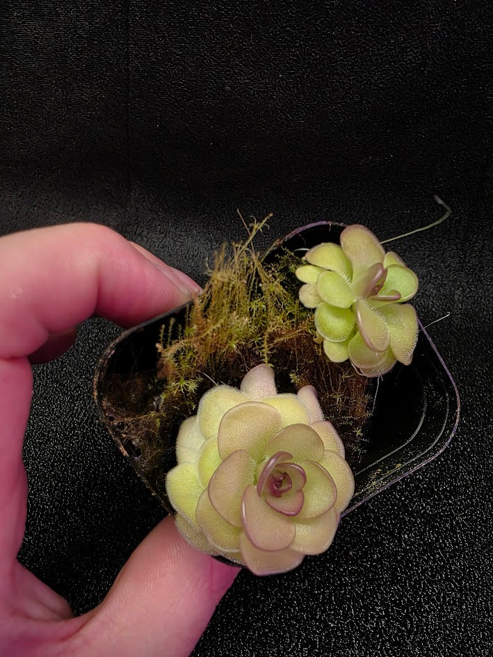 Pinguicula Hanka #06