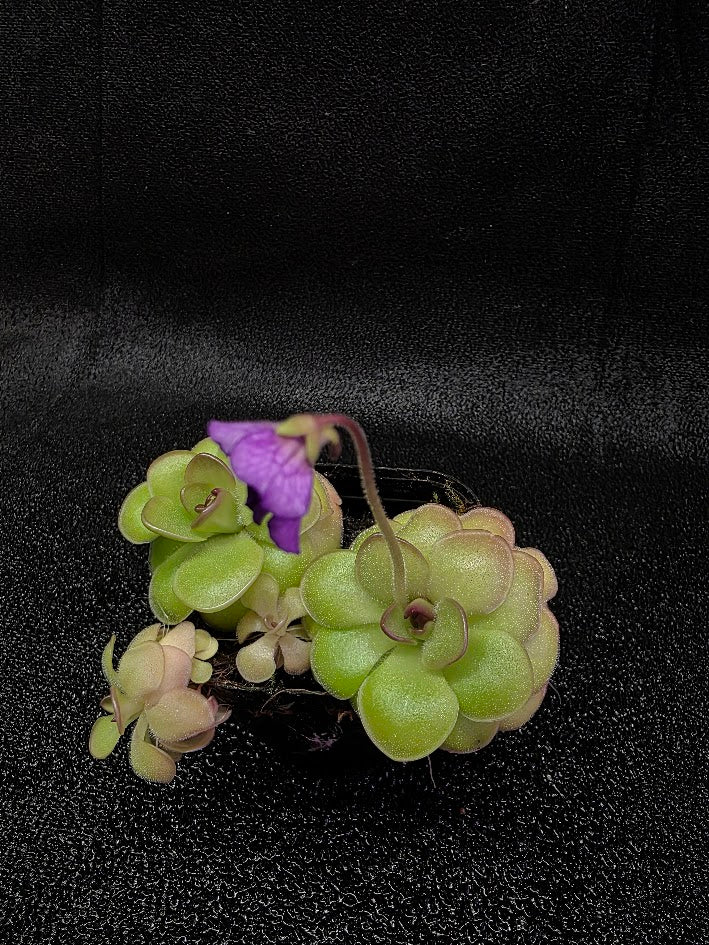 Pinguicula Hanka #07