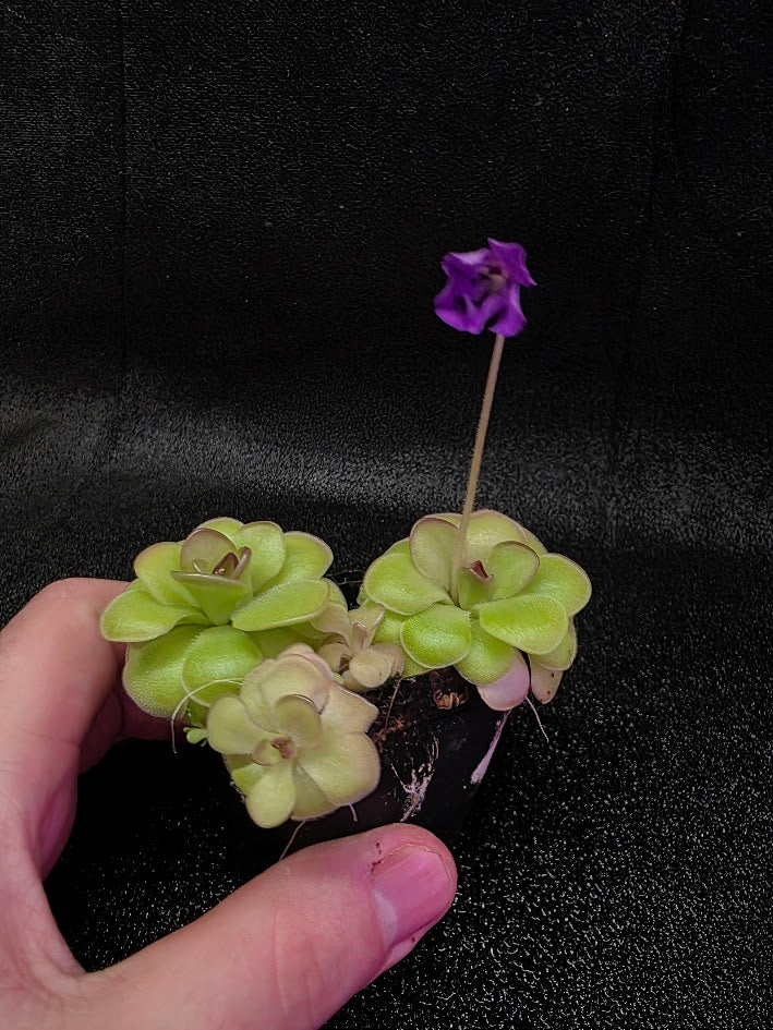 Pinguicula Hanka #07