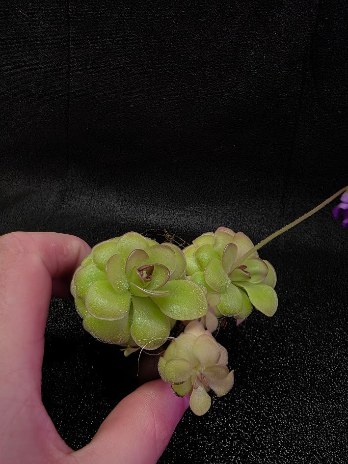 Pinguicula Hanka #07