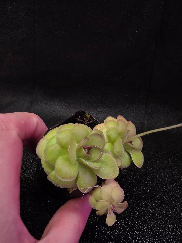 Pinguicula Hanka #07