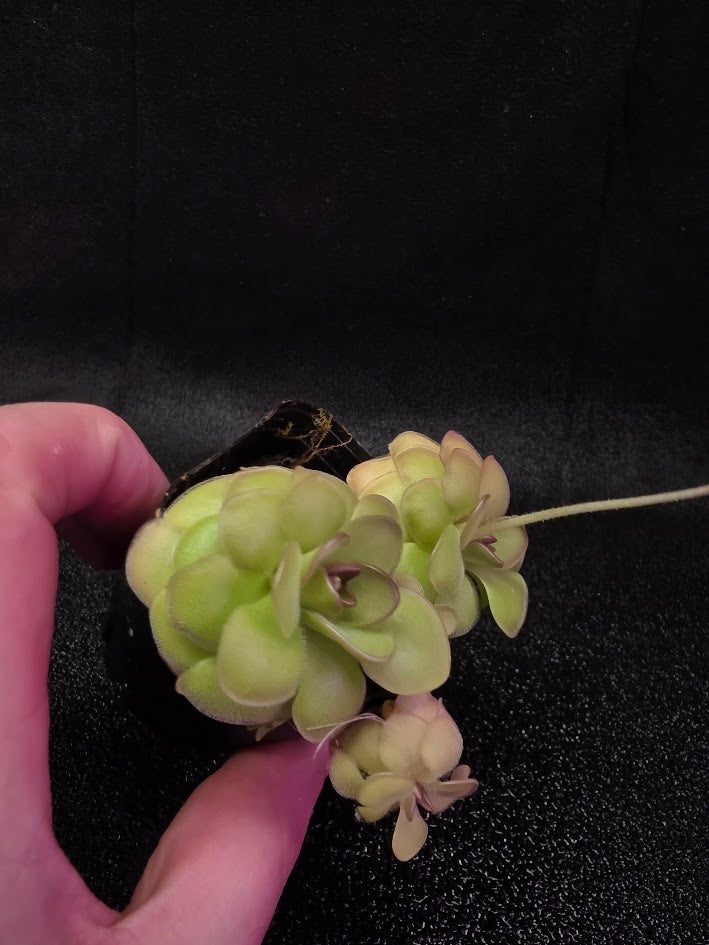 Pinguicula Hanka #07