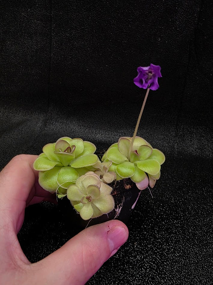 Pinguicula Hanka #07