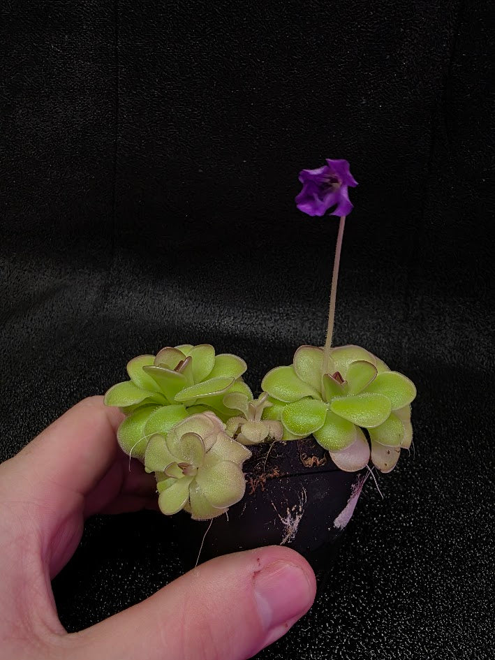 Pinguicula Hanka #07
