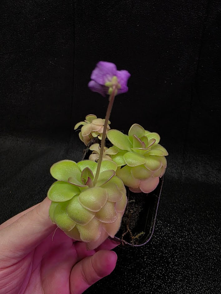 Pinguicula Hanka #07