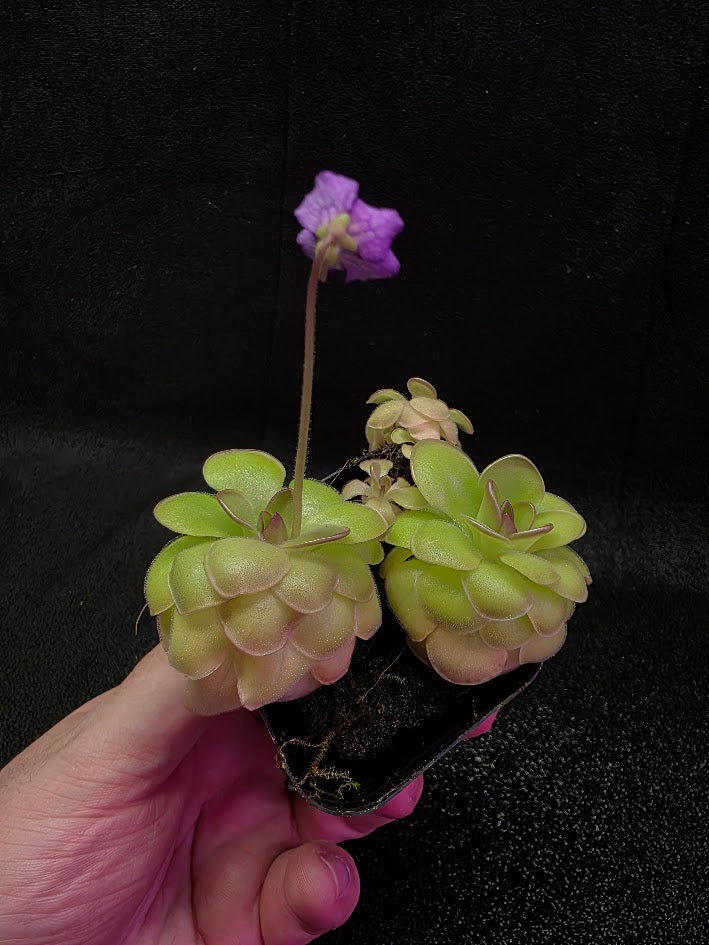 Pinguicula Hanka #07