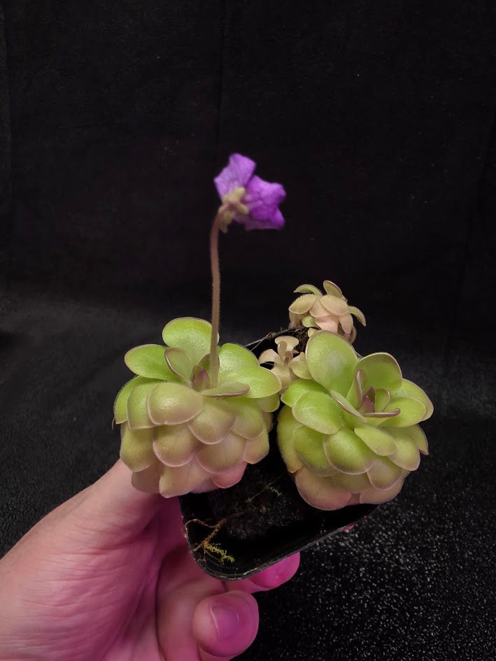 Pinguicula Hanka #07