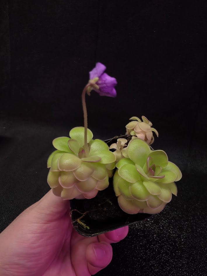 Pinguicula Hanka #07