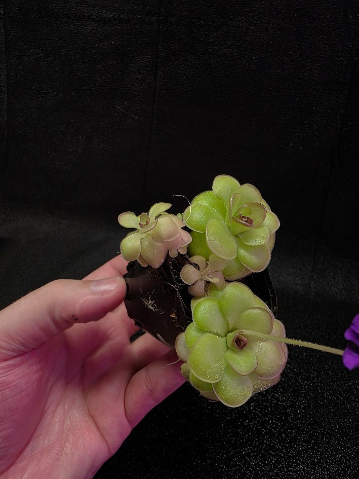 Pinguicula Hanka #07