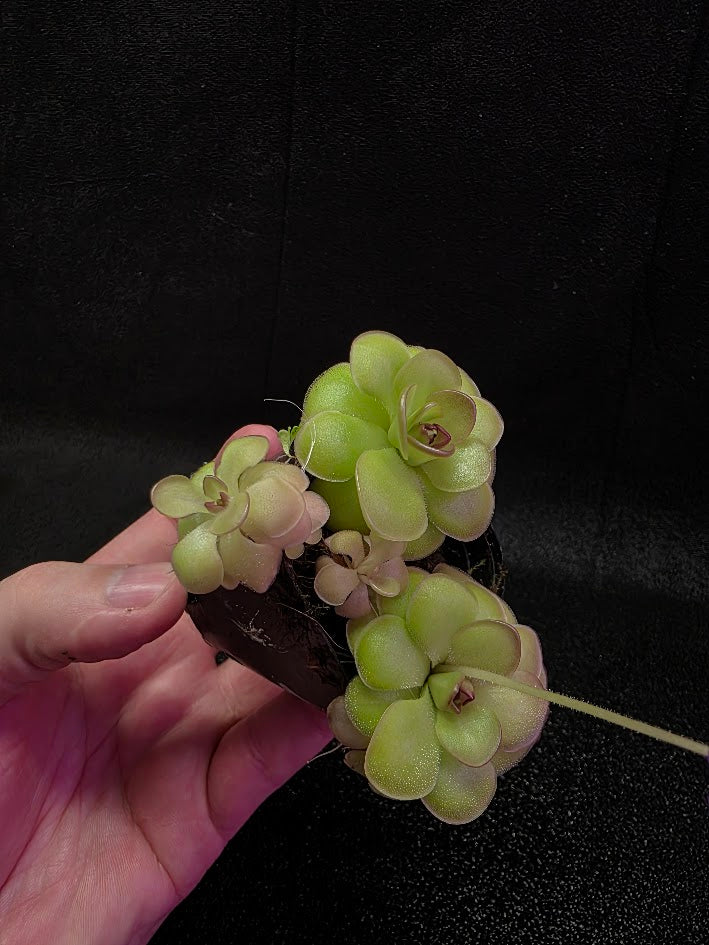 Pinguicula Hanka #07