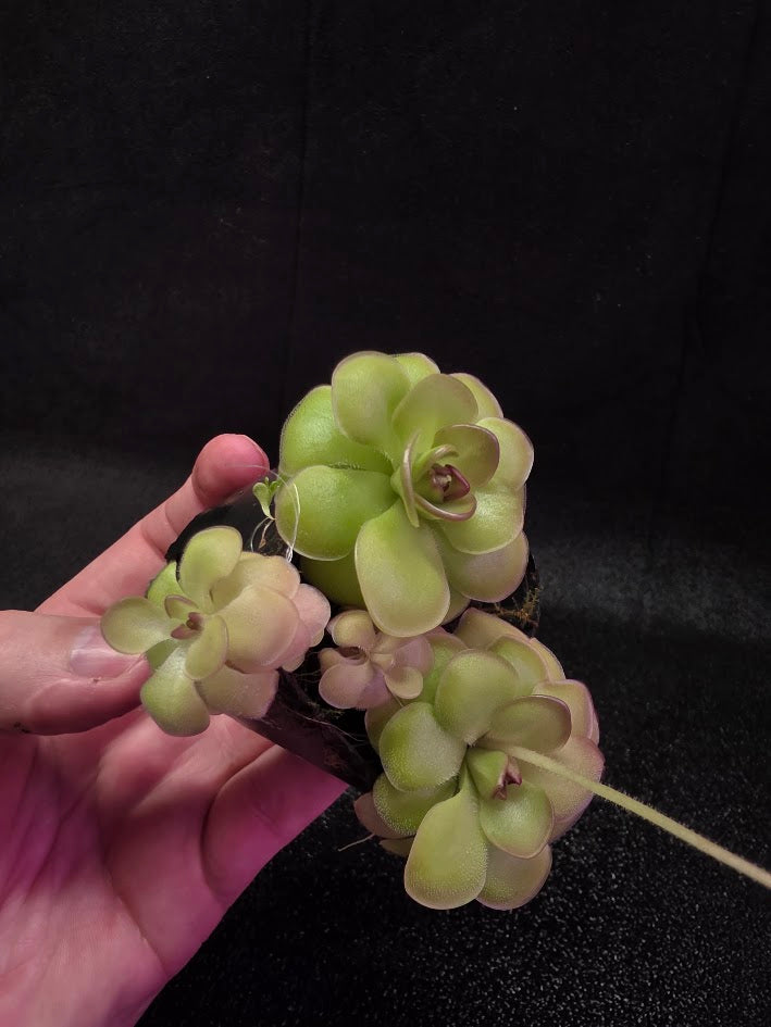 Pinguicula Hanka #07