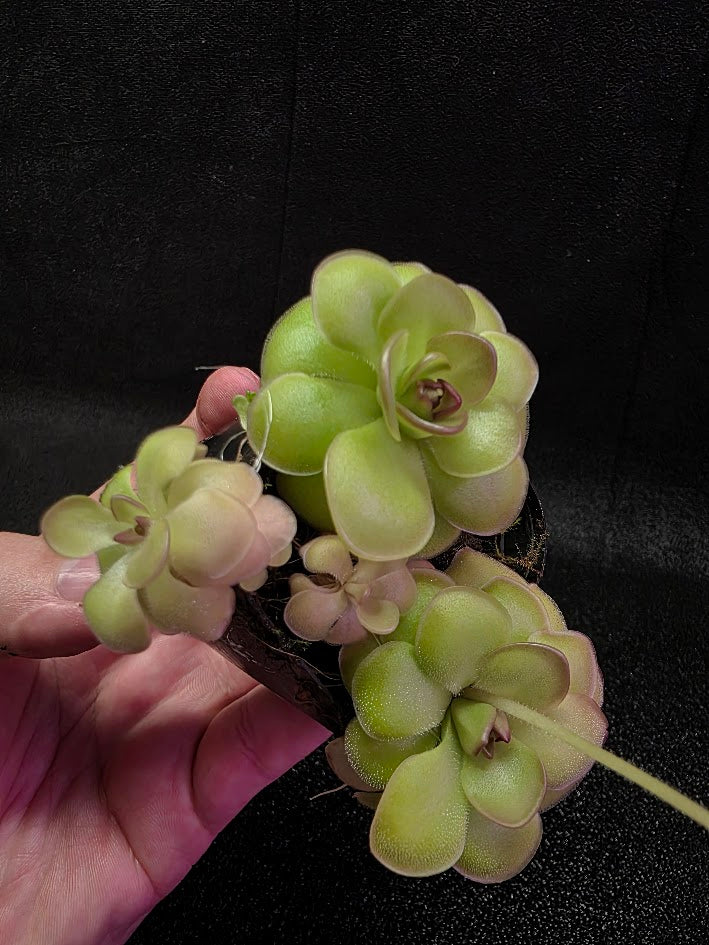Pinguicula Hanka #07