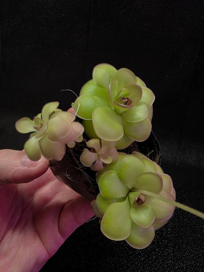 Pinguicula Hanka #07