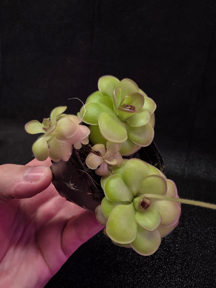 Pinguicula Hanka #07