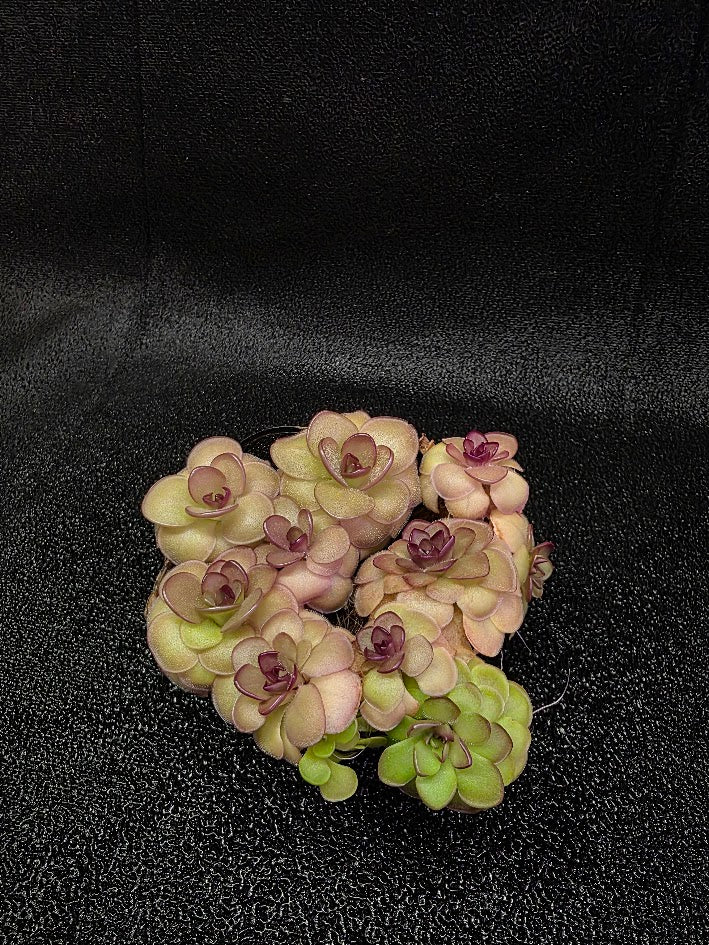 Pinguicula Hanka #08