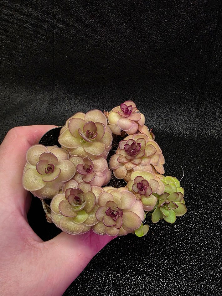 Pinguicula Hanka #08