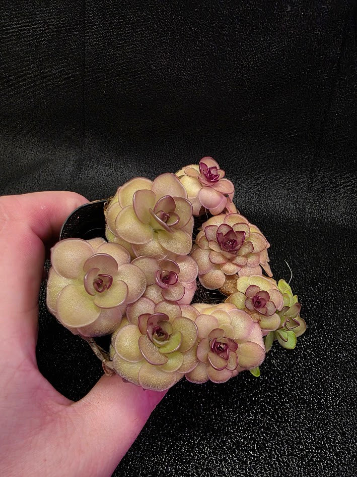 Pinguicula Hanka #08