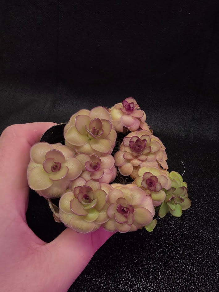 Pinguicula Hanka #08