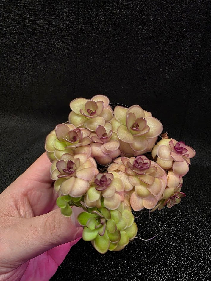 Pinguicula Hanka #08