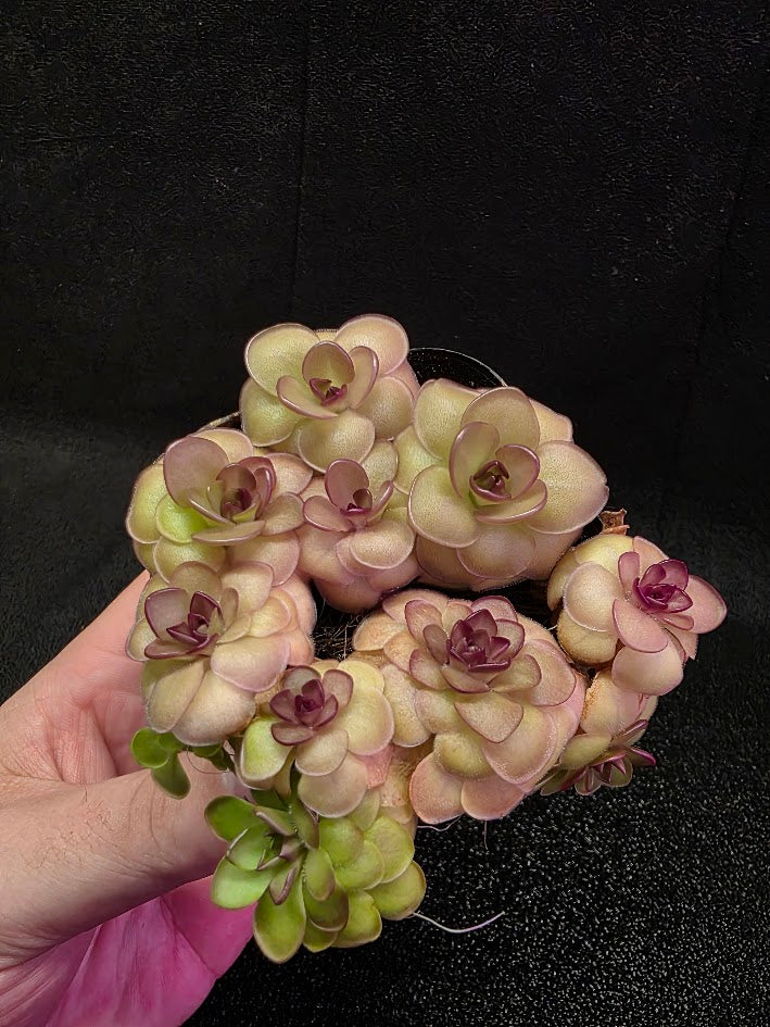 Pinguicula Hanka #08