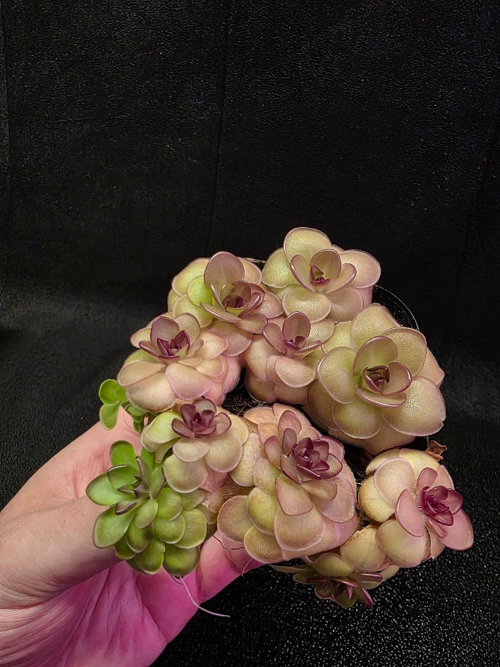 Pinguicula Hanka #08