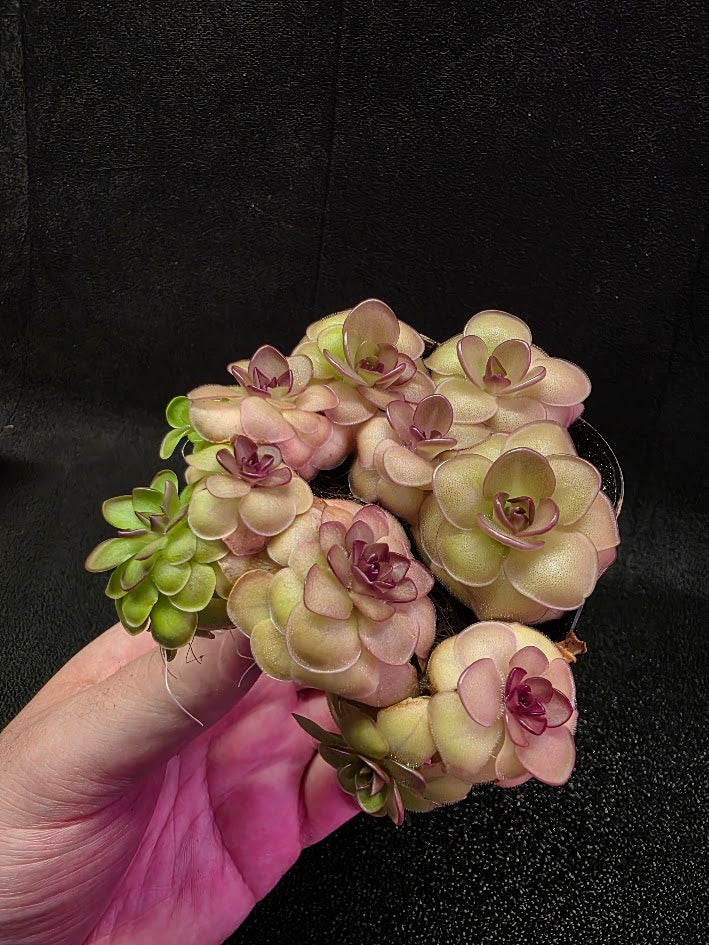 Pinguicula Hanka #08