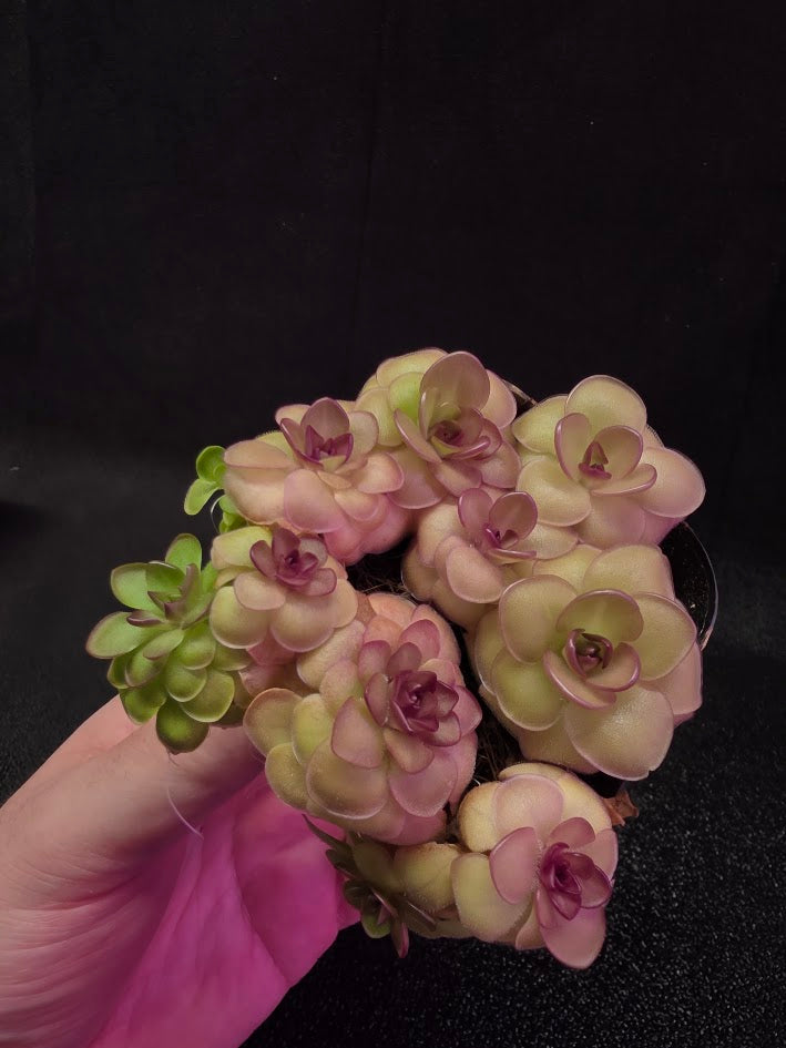 Pinguicula Hanka #08