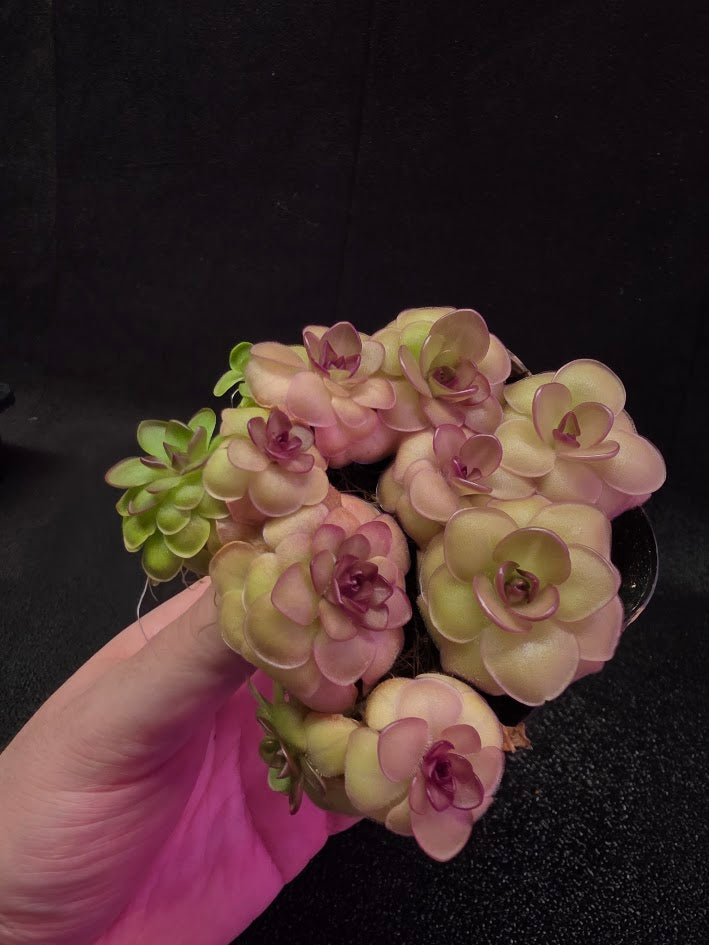 Pinguicula Hanka #08