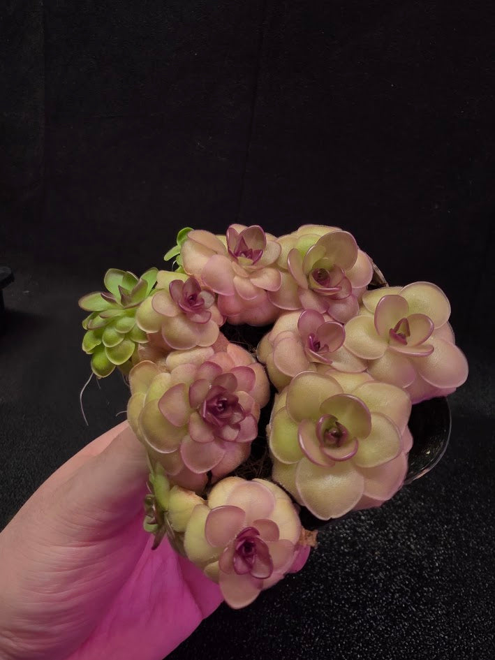 Pinguicula Hanka #08