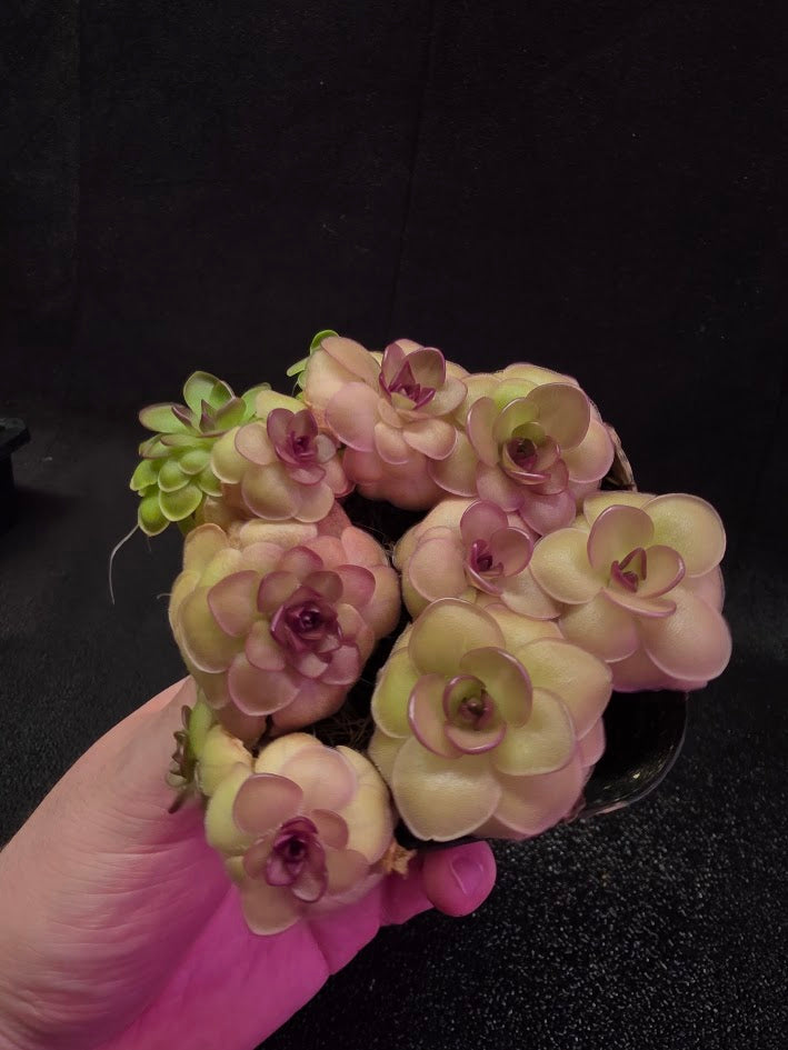 Pinguicula Hanka #08