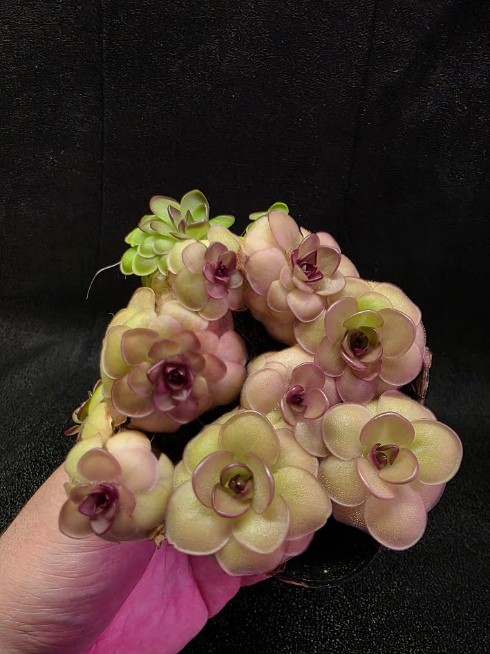 Pinguicula Hanka #08