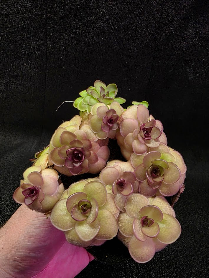 Pinguicula Hanka #08