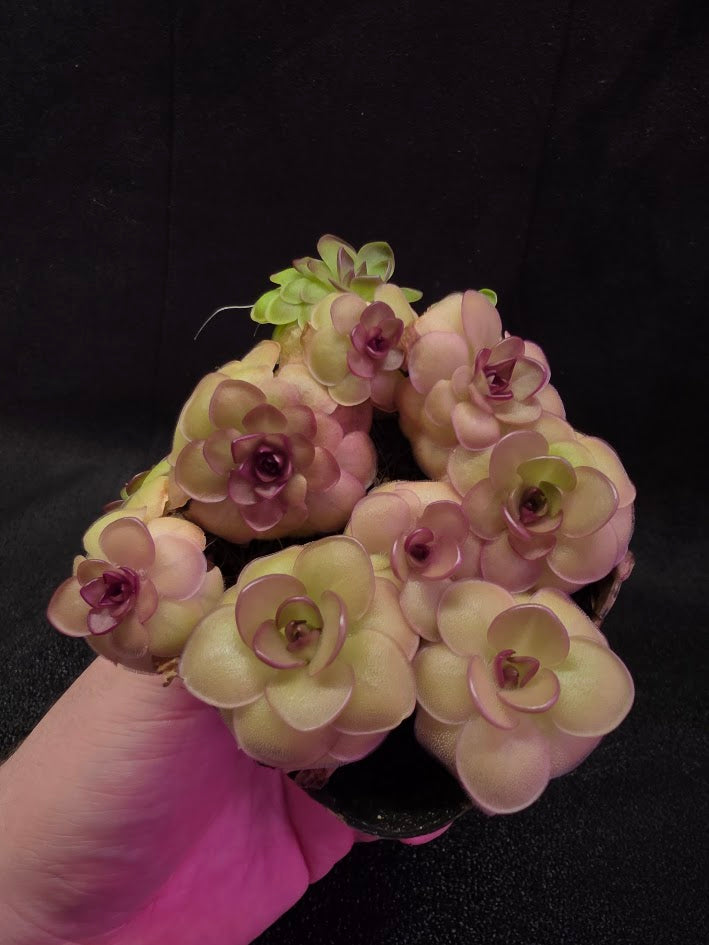 Pinguicula Hanka #08