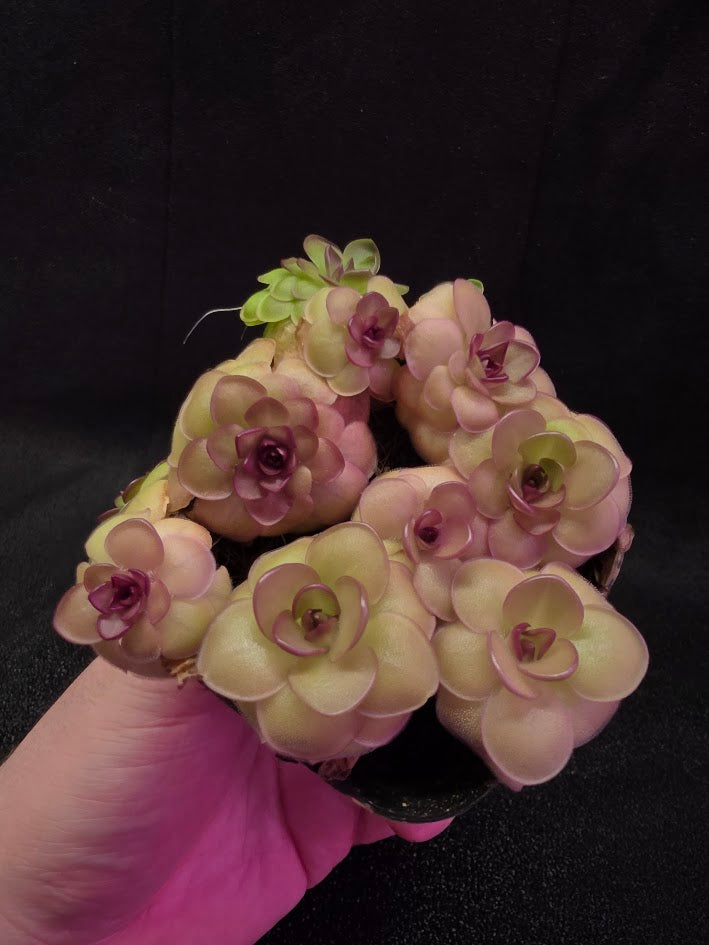 Pinguicula Hanka #08