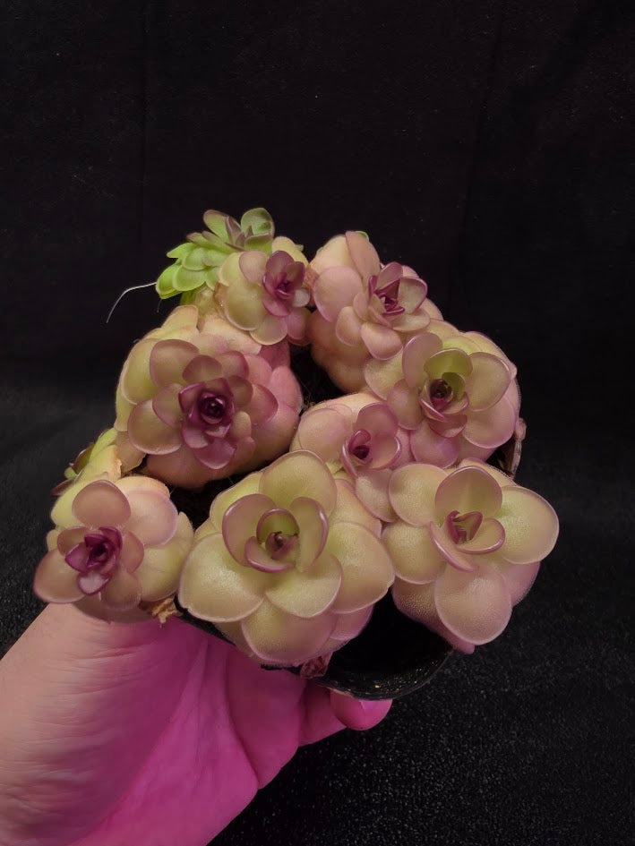 Pinguicula Hanka #08