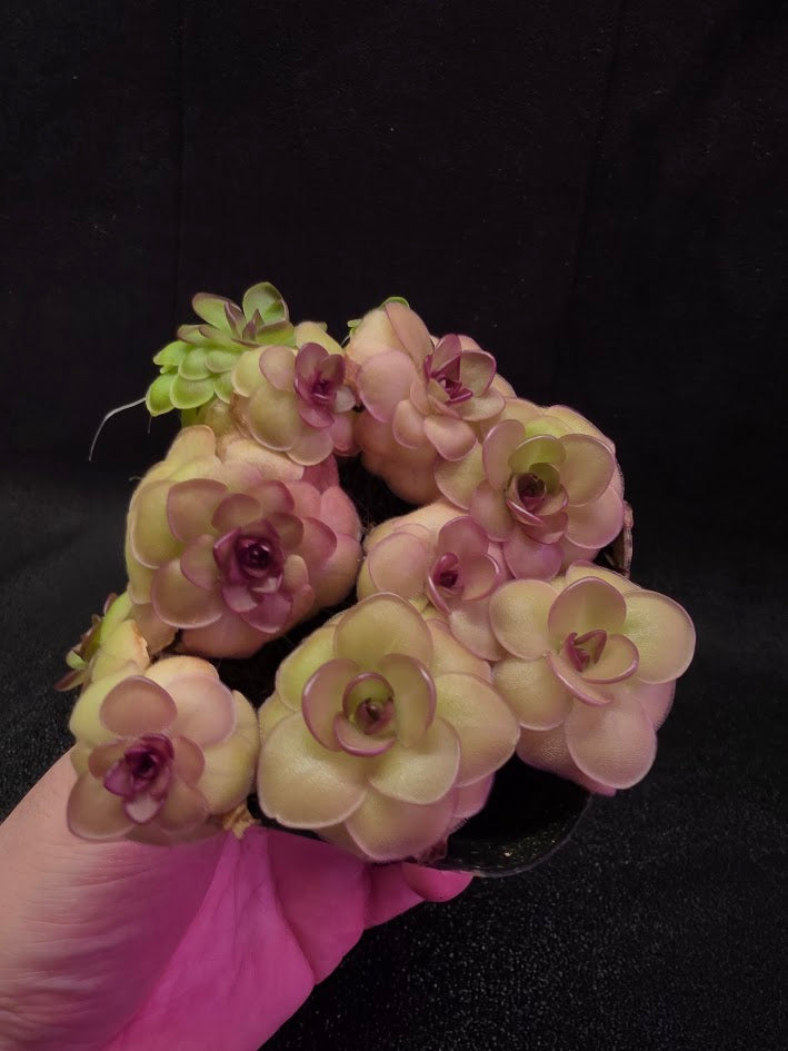Pinguicula Hanka #08